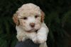 Lagotto Romagnolo kaufen 