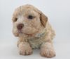Lagotto Welpe abzugeben Kassel Göttingen Lüneburger Heide hannover Magdeburg  Züchter braunschimmel