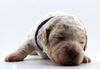 Hund ähnlich Doodle Familienhund verfügbare Welpen abzugeben Hannover Lagotti Hündin Rüde weiß braunschimmel braun orange Braun weiß Celle Harz Peine