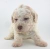 Lagotto Welpe abzugeben Kassel Göttingen Lüneburger Heide Züchter braunschimmel