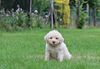 Lagotto Romagnolo Welpe abzugeben Welpenplanung Lagotto braun orange Welpe abzugeben