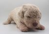 Lagotto Romagnolo Welpen Hund zum Trüffel suchen Ausbildung Alternative Doodle Pudel