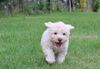 Lagotto Romagnolo Welpe Hobbyzucht Züchter Trüffelhund Deutschland Brandenburg Wasserhund nicht haarender Hund Lagotto Welpe abzugeben Kassel Göttingen Lüneburger Heide Züchter braunschimmel