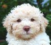 Lagotto Romagnolo Welpe sofort verfügbar Familienhund Zweithund Pudel