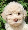 Lagotto Romagnolo Trüffelhund Welpen Familienhund hypoallergen für Kinder Pudel