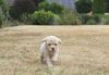 Züchter Lagotto Romagnolo Welpe Hobbyzucht Braunschweig Hannover Magdeburg Halle Leipzig celle Lüneburg Buchholz Seevetal Welpenplanung Lagotto braun orange Welpe abzugeben