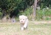 Lagotto Welpen sofort verfügbar Lagotto Romagnolo Welpen abzugeben mit Stammbaum