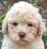 Logotto Züchter Niedersachsen Hund zum Trüffel suchen Ausbildung Alternative Doodle Pudel