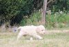 Lagotto Romagnolo Züchter für Rettungshunde Schulbegleithund TherapiehundLebensretter Lagotto Welpenplanung Lagotto weiß Welpe abzugeben