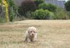italienischer Wasserhund Hund mit Locken Lagotto Romagnolo Welpe vom Züchter Hobbyzucht Trüffelhund Hannover Deutschland Peine Kassel Hamburg Seevetal Lüneburg Wasserhund nicht haarender Hund Welpenplanung Lagotto braun orange Welpe abzugeben