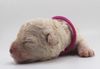 Lagotto Romagnolo Welpe Hobbyzucht Züchter Trüffelhund Deutschland Brandenburg Wasserhund nicht haarender Hund Welpenplanung Lagotto braun orange Welpe abzugeben