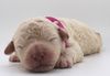Lagotto Romagnolo Welpen Hund zum Trüffel suchen Ausbildung Alternative Doodle Pudel