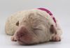 Lagotto Romagnolo Welpe Hobbyzucht Züchter Trüffelhund Deutschland Brandenburg Wasserhund nicht haarender Hund Welpenplanung Lagotto braun orange Welpe abzugeben