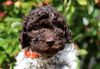 Welpen verfügbar Lagotto