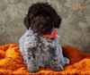 Welpenplanung Lagotto braun orange Welpe abzugeben 