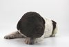 Lagotto Züchter Sachsen Nähe Leipzig