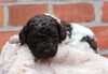 Lagotto Züchter Sachsen Anhalt 
