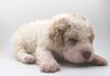 Lagotto Romagnolo Welpe Hobbyzucht Züchter Trüffelhund Deutschland Brandenburg Wasserhund nicht haarender Hund Welpenplanung Lagotto braun orange Welpe abzugeben
