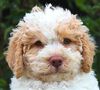 Lagotto Romagnolo Welpe NRW sofort mit Papieren Lagotto Romagnolo Züchter aktuell Welpe