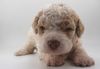 Lagotto Romagnolo Welpe Hobbyzucht Züchter Schleswig Holstein Trüffelhund Deutschland Nordrhein Westfalen Wasserhund nicht haarender Hund Welpe Pudel Doodle Züchter