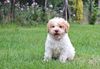 Lagotto Romagnolo Welpe Niedersachsen sofort Allergikerhund nicht haarender Hund Rassehund Trüffelsuchhund Trüffelhund Familienhund