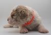 Lagotto Züchter Sachsen Anhalt Sachsen Brandenburg Mecklenburg Vorpommern Welpen abzugeben Schleswig Holstein Lagotti Hündin Rüde weiß braunschimmel braun orange Braun weiß Celle