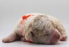 Züchter Lagotto Romagnolo Welpe Hobbyzucht Braunschweig Hannover Magdeburg Halle Leipzig celle Lüneburg Buchholz Seevetal Welpe sucht Zuhause jetzt Lagotto weiß