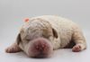 Lagotto Romagnolo Welpe Hobbyzucht Züchter Schleswig Holstein Trüffelhund Deutschland Nordrhein Westfalen Wasserhund nicht haarender Hund perfekter Hund für Rettungshundestaffel Ausbildung zum Spürhund Therapiehund Assistenzhund