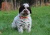 Lagotto Romagnolo