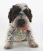 Lagotto Welpe abzugeben Kassel Göttingen Lüneburger Heide Züchter braunschimmel