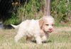 lagotto romagnolo welpen kaufen Lagotto Welpen Hannover Bielefeld Dortmund jetzt kaufen
