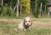 Wasserhund hypoallergen jetzt kaufen italienischer wasserhund welpen