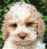Lagotto Welpen jetzt abzugeben vom Züchter Deutschland mit Ahnentafel Lagotto Welpe abzugeben Kassel Göttingen Lüneburger Heide Züchter braunschimmel