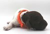 Familienhund Seniorenhund geignete Rasse