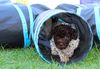 Welpenplanung Lagotto braun orange Welpe abzugeben 