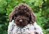 Lagotto Romagnolo Züchter für Rettungshunde Schulbegleithund TherapiehundLebensretter Lagotto Allergikerhund nicht haarender Hund Rassehund Trüffelsuchhund Trüffelhund Familienhund