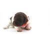 Welpenplanung Lagotto braun Welpe abzugeben 