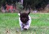 Züchter Lagotto Romagnolo Welpe Hobbyzucht Braunschweig Hannover Magdeburg Halle Leipzig celle Lüneburg Buchholz Seevetal Weihnachten Welpen abzugeben Sachsen Anhalt Lagotti Hündin Rüde braunschimmel braun orange Braun weiß Celle