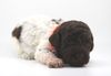 Allergikerhund nicht haarender Hund Rassehund Trüffelsuchhund Trüffelhund Familienhund