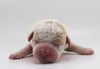 Lagotto Welpe abzugeben Kassel Göttingen Lüneburger Heide Züchter braunschimmel