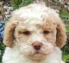 Lagotto Romagnolo Welpen Niedersachsen Züchter Lagotto Welpen Hannover Hildesheim Braunschweig Wolfsburg