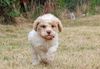 Lagotto Romagnolo Welpe Hobbyzucht Züchter Trüffelhund Deutschland Brandenburg Wasserhund nicht haarender Hund Familienhund Allergikerhund Hund für Kinder ähnlich Pudel Doodle