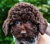 Lagotto Romagnolo Welpen Hund zum Trüffel suchen Ausbildung Alternative Doodle Pudel