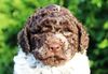 Lagotto Romagnolo Welpen Allergikerhund nicht haarender Hund Rassehund Trüffelsuchhund Trüffelhund Familienhund
