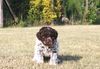 Lagotto Romagnolo Welpe Hobbyzucht Züchter Trüffelhund Deutschland Brandenburg Wasserhund nicht haarender Hund Lagotto Welpe abzugeben Kassel Göttingen Lüneburger Heide Züchter braunschimmel