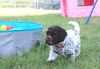 Lagotto Romagnolo Züchter für Rettungshunde Schulbegleithund TherapiehundLebensretter Lagotto Allergikerhund nicht haarender Hund Rassehund Trüffelsuchhund Trüffelhund Familienhund