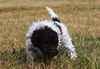 Lagotto Züchter Deutschland seriöse Zucht