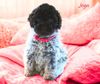 Lagotto Welpe abzugeben Kassel Göttingen Lüneburger Heide Züchter braunschimmel