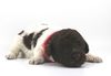 Welpenplanung Lagotto braun orange Welpe abzugeben 