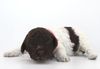 Lagotto Welpen in dunkel zu verkaufen